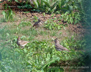 Cochevis huppe_et juveniles_3584.jpg